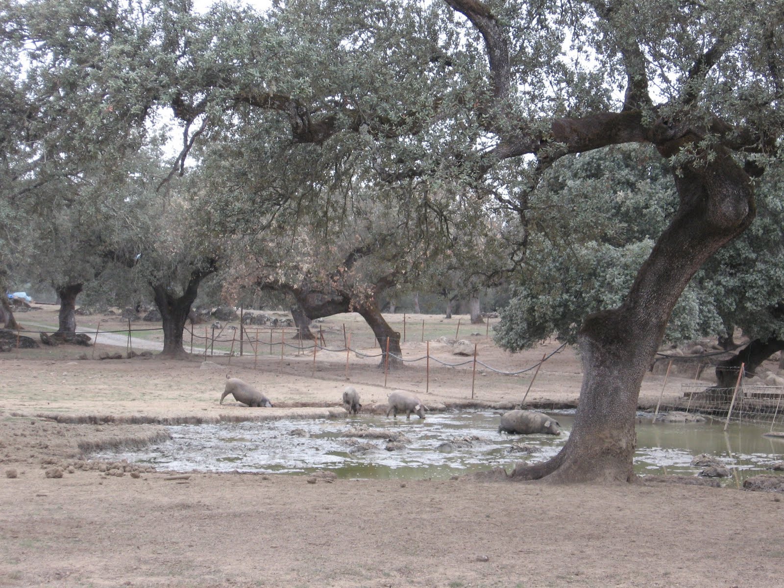 Guadamatilla Algunos apuntes sobre las causas de la muerte de las