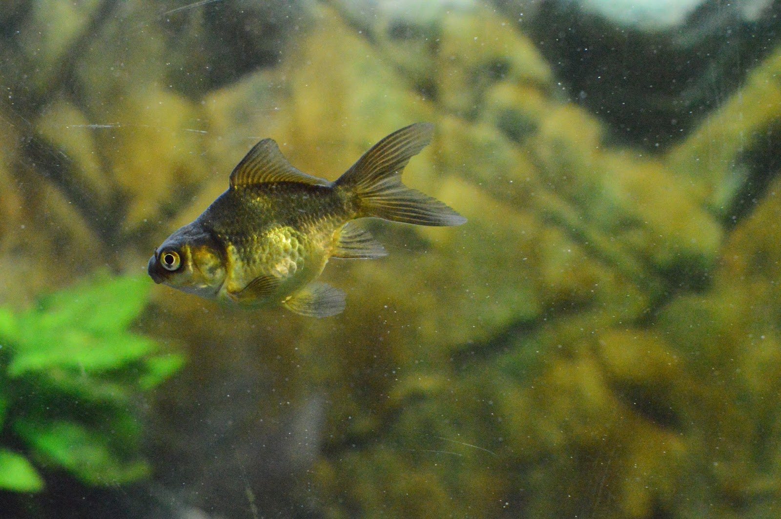 Misuzu's Fancy Goldfish Midnight is growing