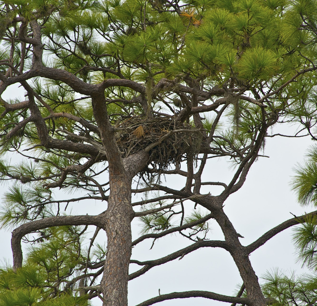 Cut pine trees for free, Eagle Lake FL
