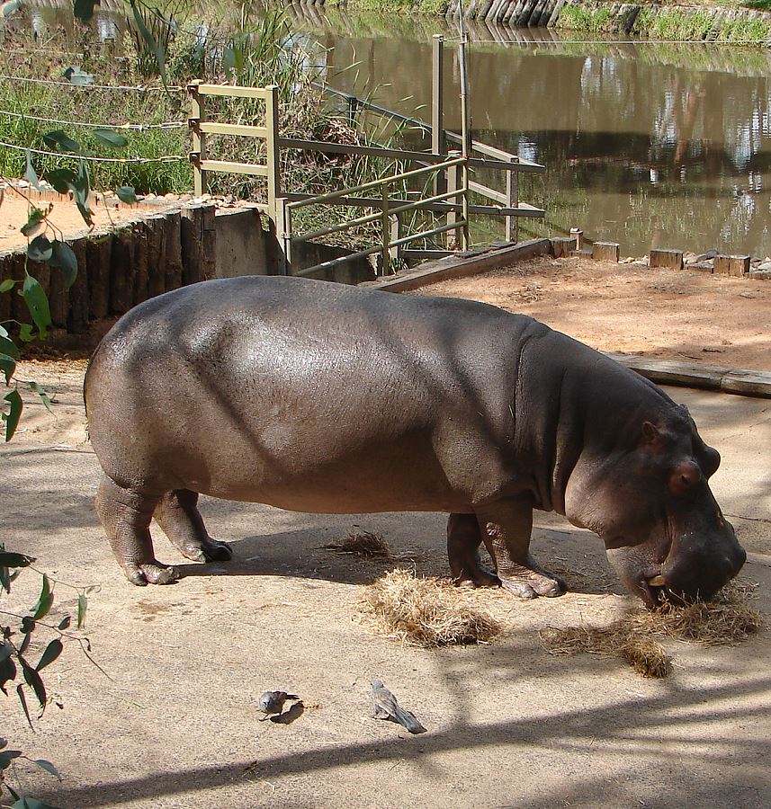 Snap Happy Birding Hippopotamus