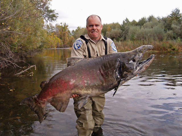 giant-salmon-battle-creek-1.jpg
