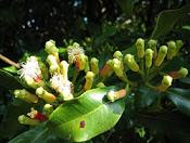 Cravo-da-índia (Syzygium aromaticum)