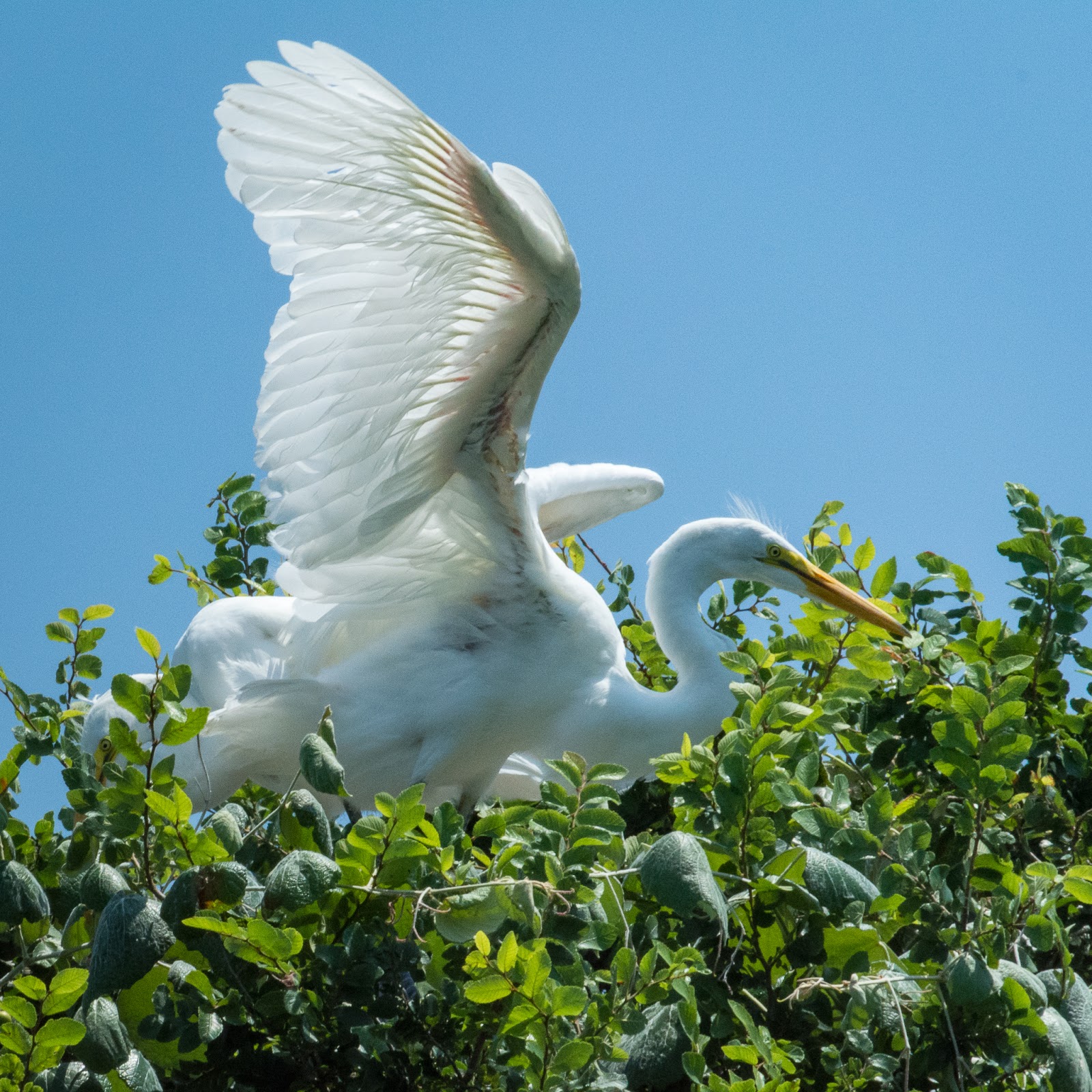 A Tree Falling: UT Southwestern Medical Center Rookery, June 2018