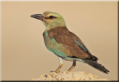 Carraca europea Coracias garrulus