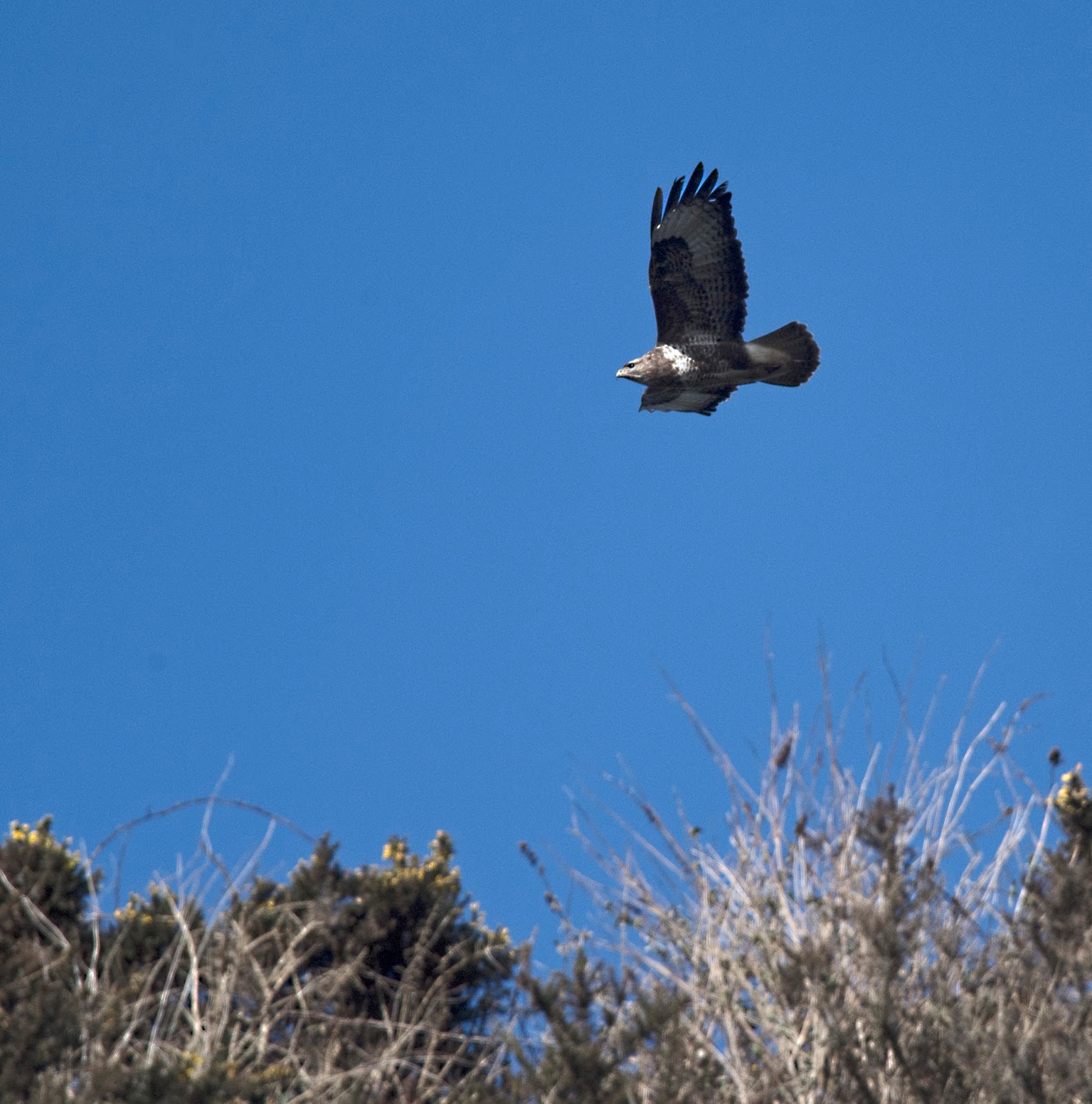 alan james photography buzzard fly bye flye bye