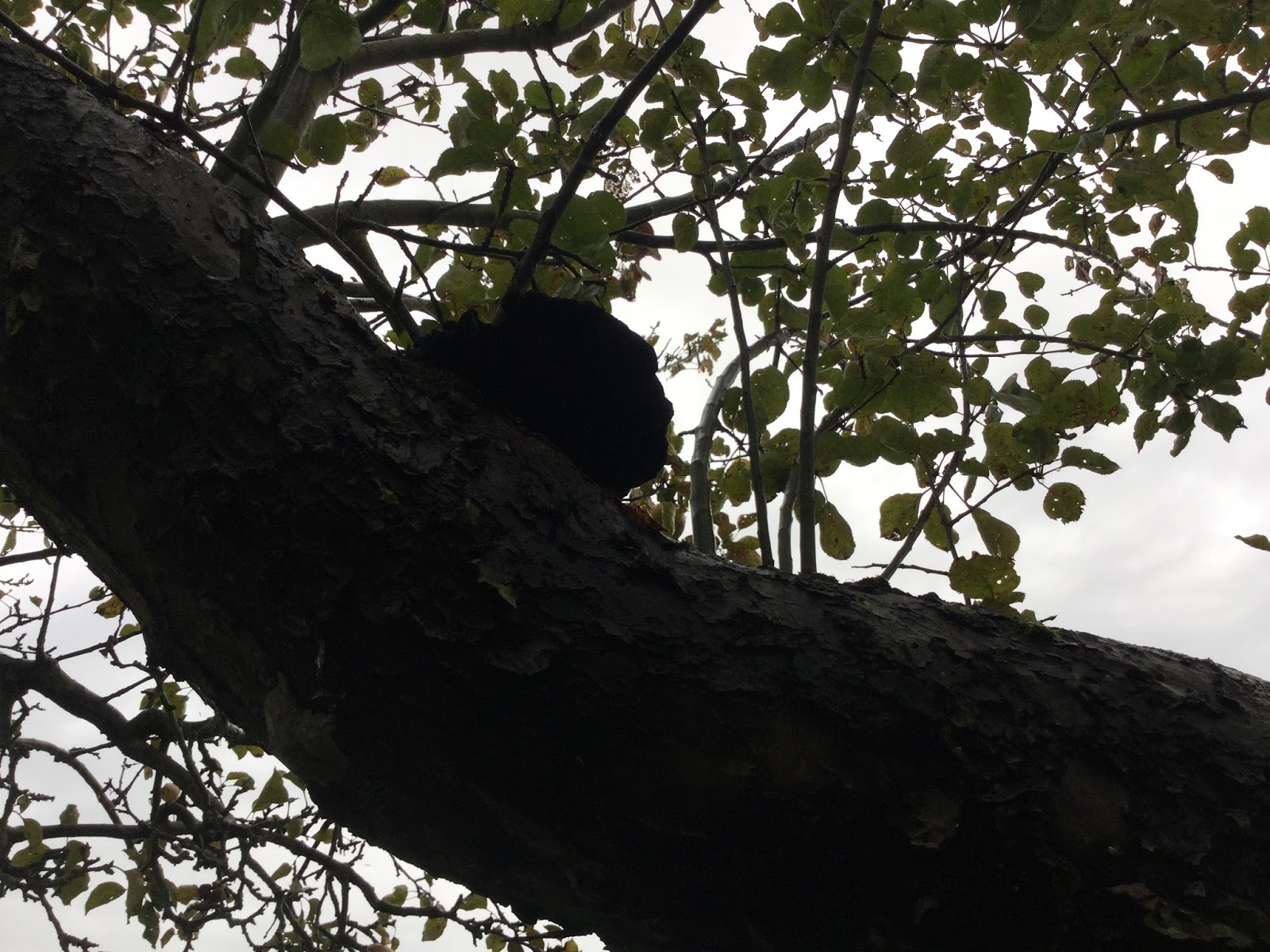 the-orchard-tea-room-farm-shop-2016