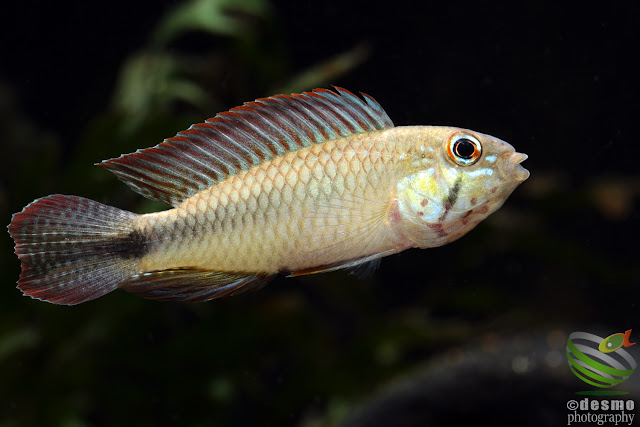 Apistogramma sp. segelflossen