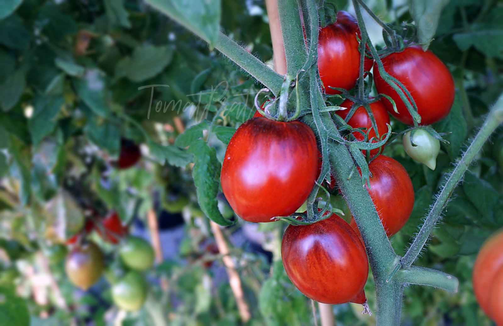 Pascal de picardie (паскаль де пикарди) сша. Томат паскаль характеристика и описание. Томат паскаль характеристика и описание. Помидоры сорт паскаль из пикардии. Томат паскаль из пикардии описание.