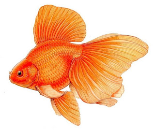 Gold fish-uncensor world