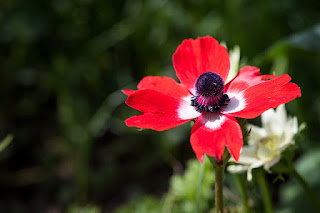 bunga anemone bunga anemone