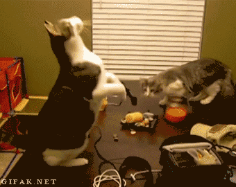 Circus-Cat