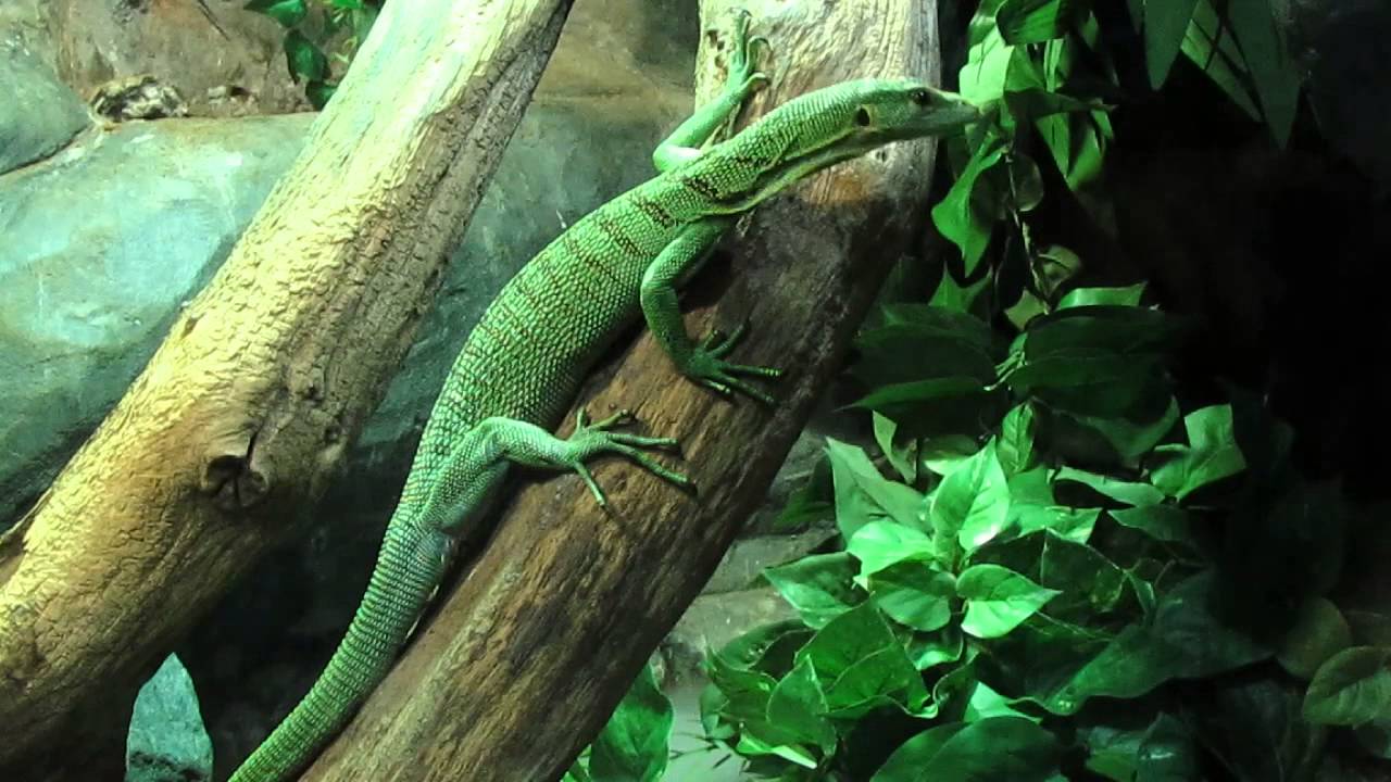 Varanus Prasinus Belajar Mengenal Varanus