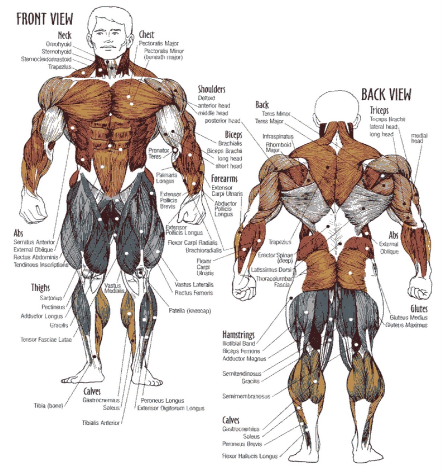 Muscle Chart With Exercises