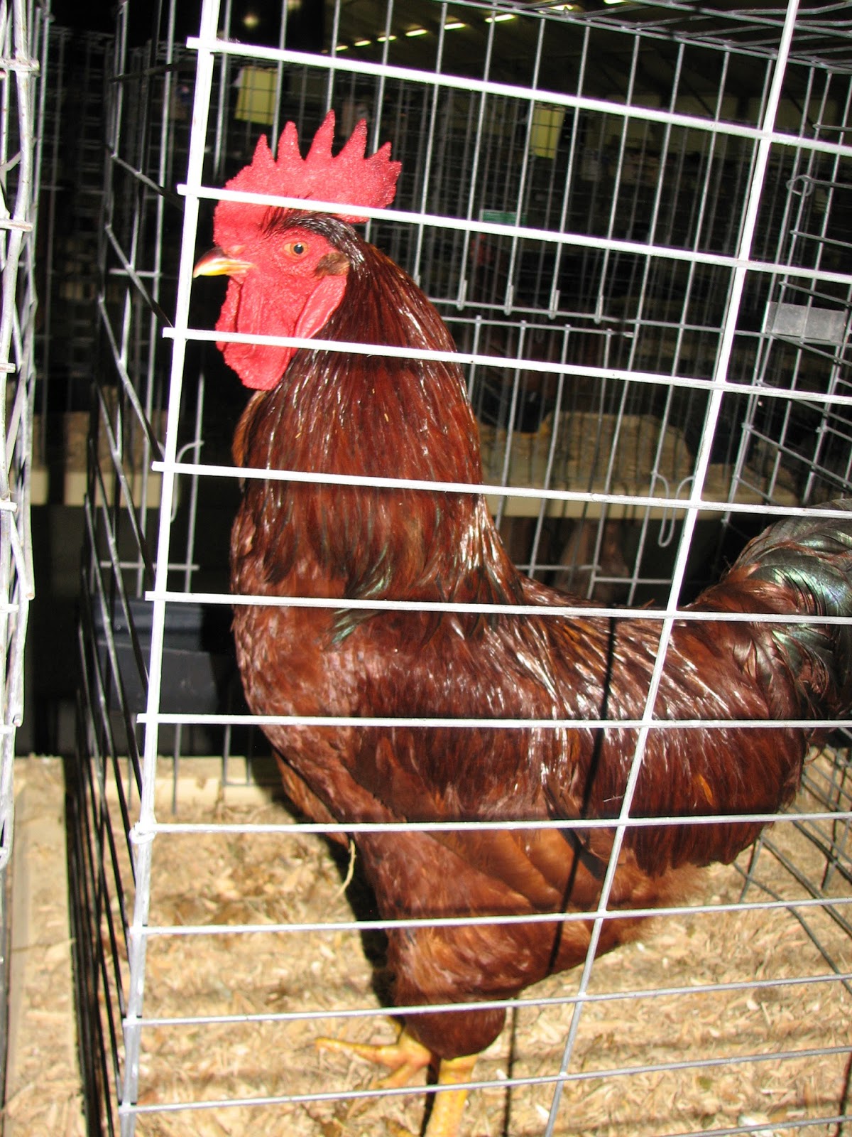 Bonao Internacional GALLINAS , GALLOS Y POLLITOS RECIEN NACIDOS