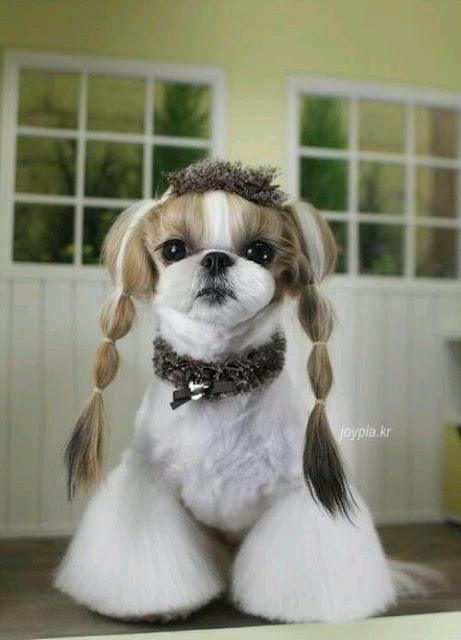 Tosa japonêsa shih tzu