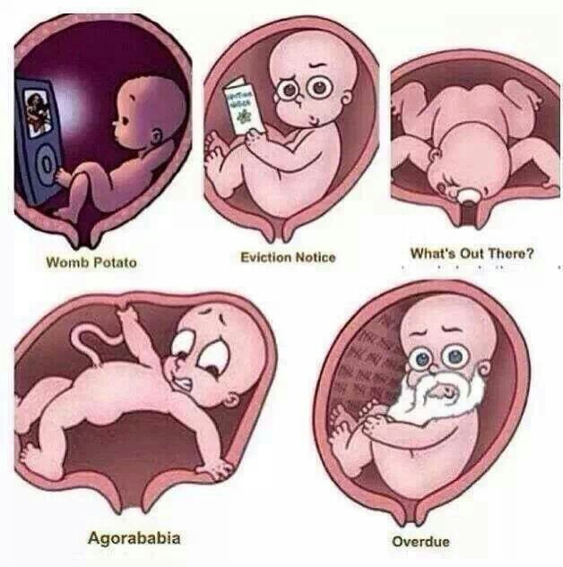 New Life - New Journey: Pregnancy Memes