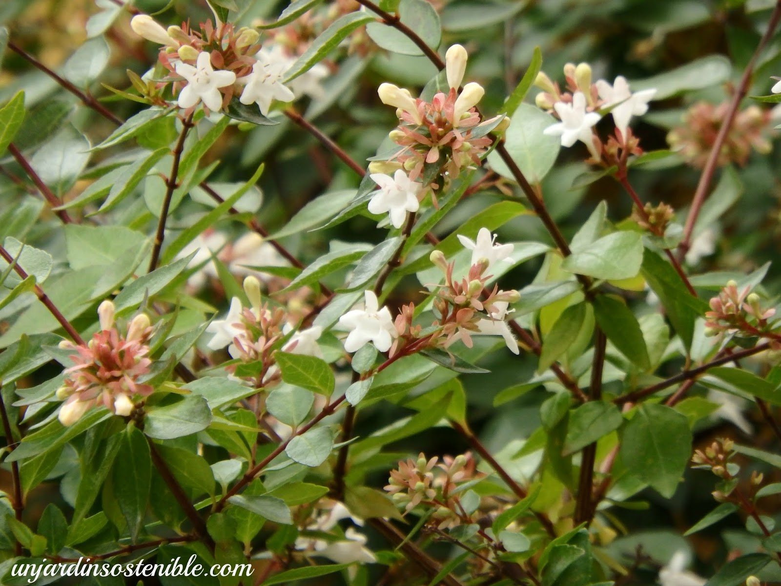 Rebooming Shrub Abelia X Grandiflora White Bell Flowers Deer