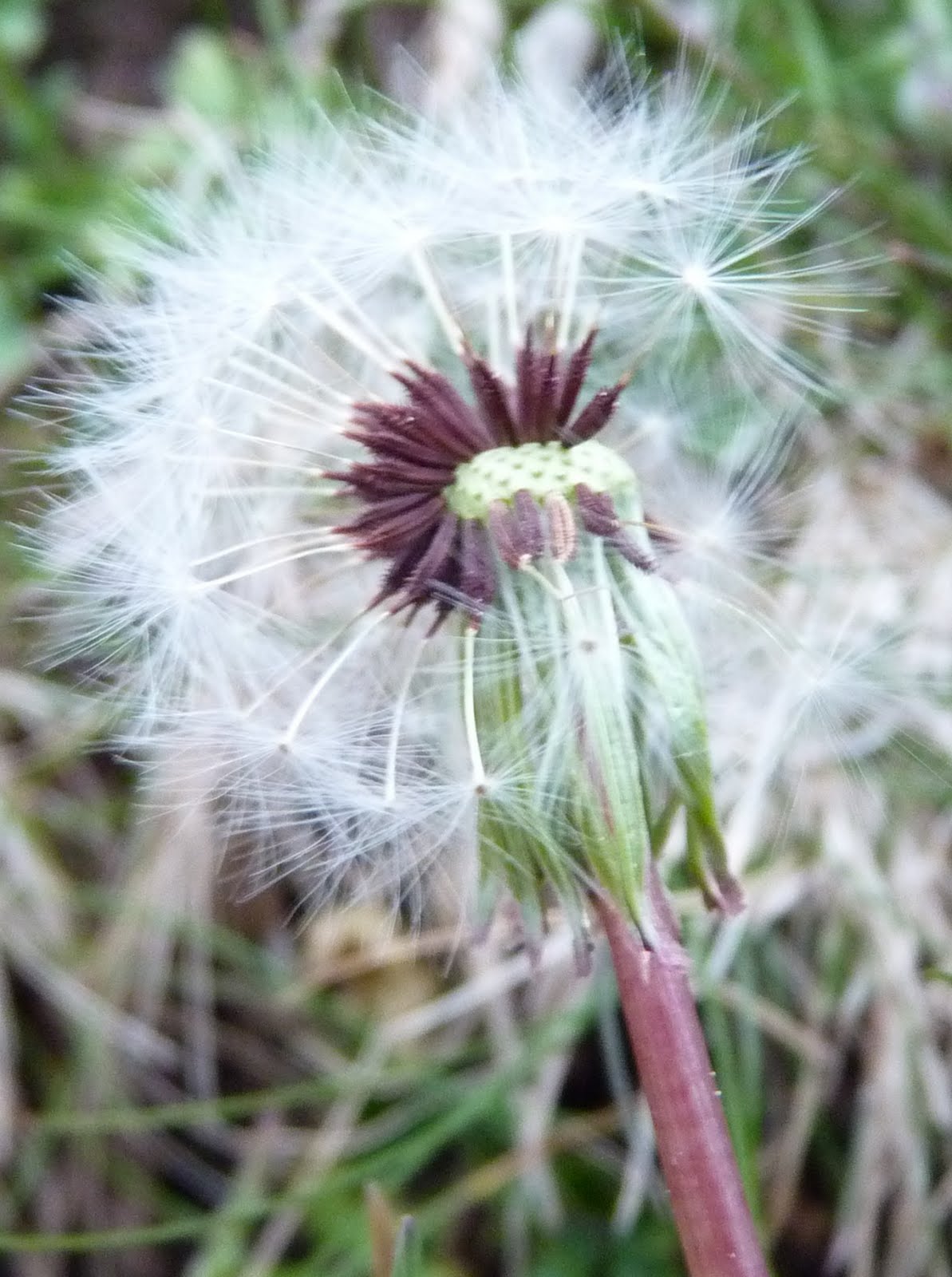 Botaniskabloggen: maj 2011