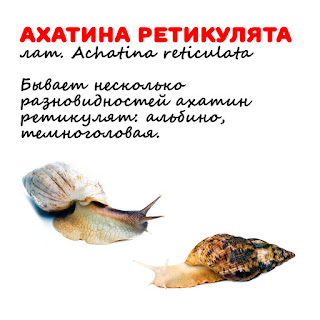Ахатина Ретикулята Ахатина фото