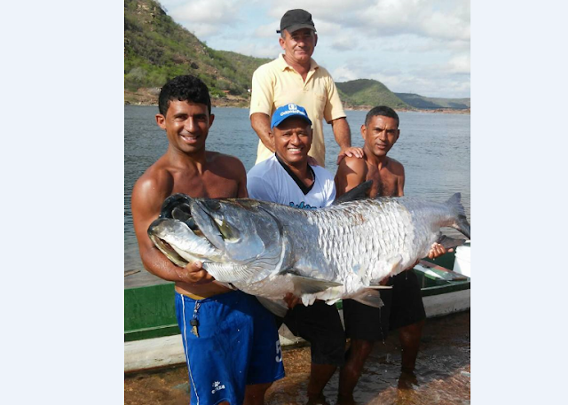 Pescador  em  Piranhas/AL, captura  peixe gigante no Rio São Francisco