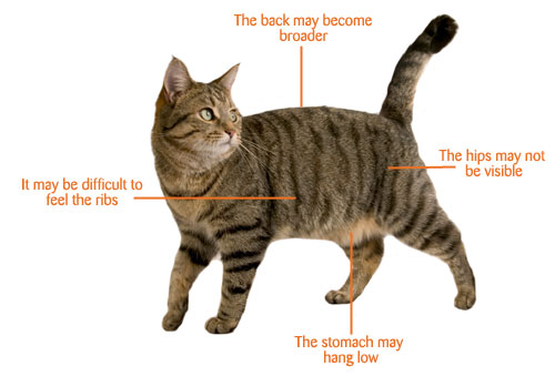 Signs Your Cat Is Pregnant 61