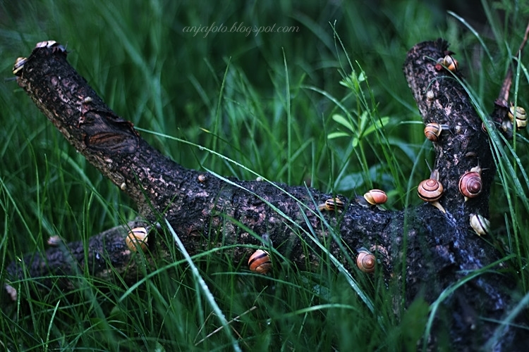 ślimak, ślimaki, snail, snails, photography, nature photography, fotografia przyrodnicza