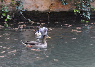 2 ducks 2 ducks swimming