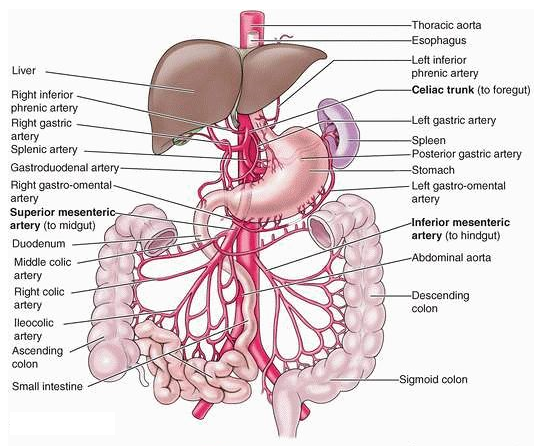 Medico Review: BLOOD SUPPLY OF GI