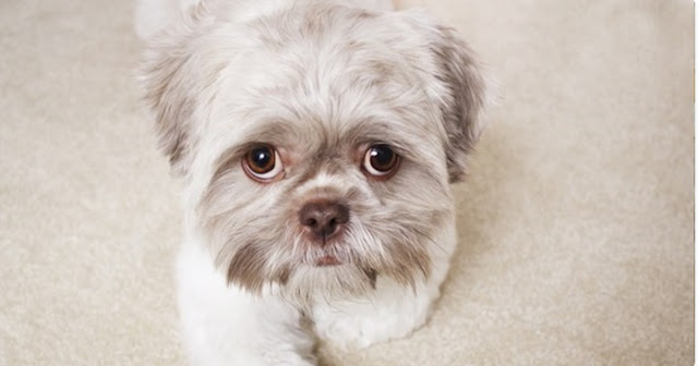 Alimentos para humanos que podem matar seu shih tzu