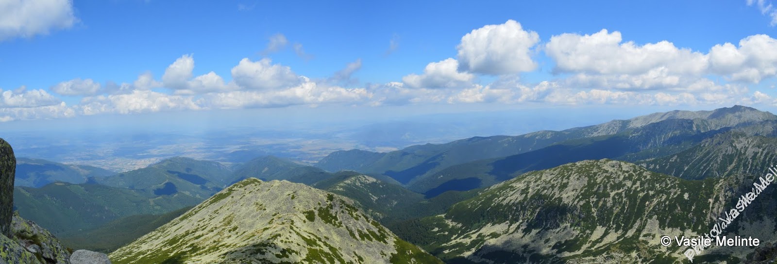 Culmea Lolaia @Co