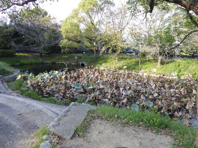 花博記念公園鶴見緑地　北東の角にある蓮池