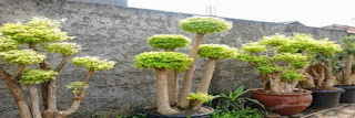 jual bonsai anting putri jual bonsai anting putri