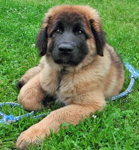 Rules of the Jungle: Leonberger puppies