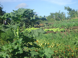 Produção de hortaliças orgânicas