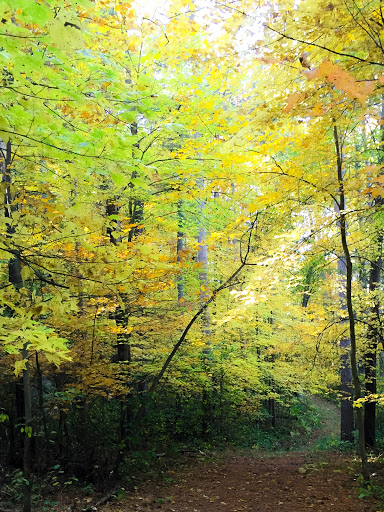 Along the Black River Forest Nature Trail Along the Black River Forest Nature Trail