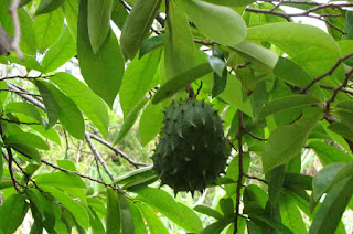 Soursop Leaves for Health Benefits Soursop Leaves for Health Benefits