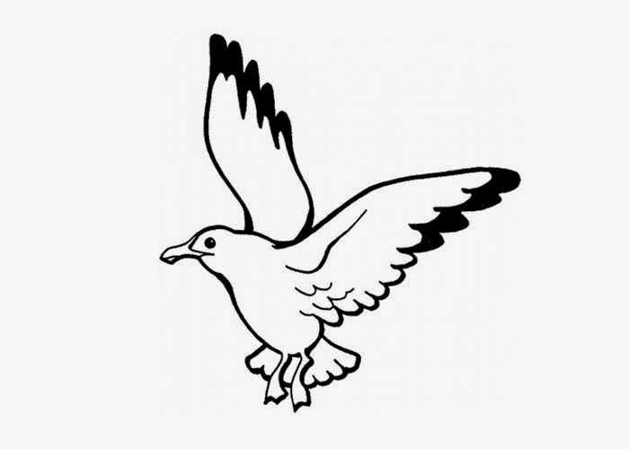 Seagull coloring page | Free Coloring Pages and Coloring Books for Kids