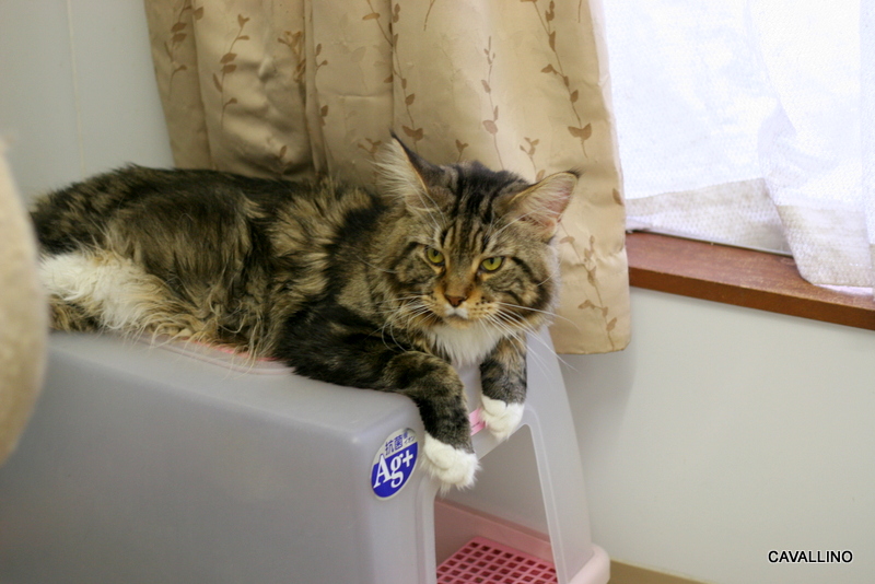 Cavallino 猫 ねこ ネコ 世にも珍しい猫のご紹介 メインウェーブ