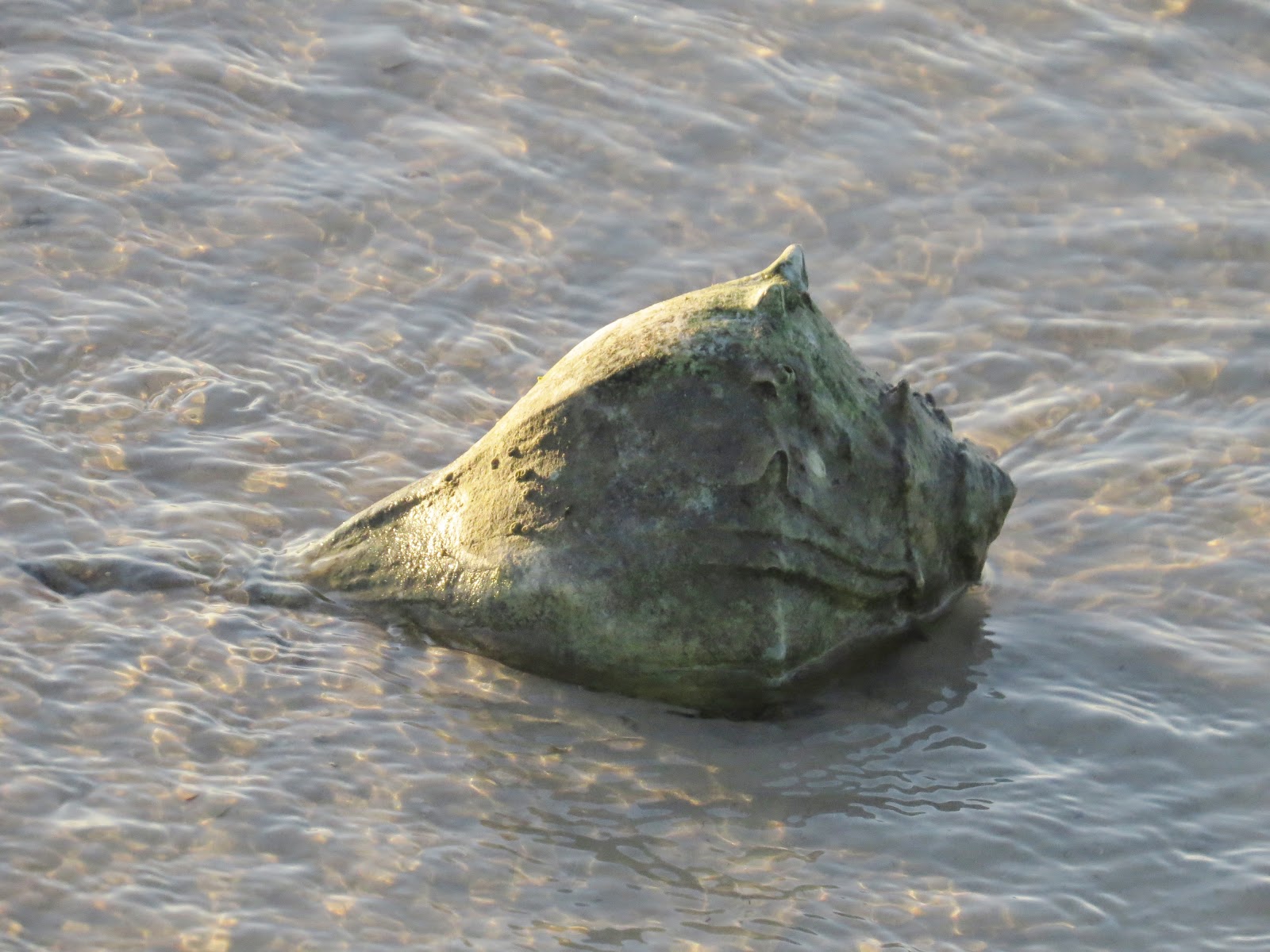 Florida Suncoast Birding Purse Crab