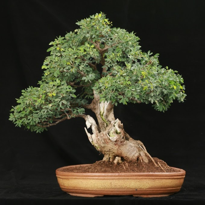 6 Jenis Tanaman Hias Bagus untuk Dijadikan Bonsai