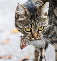 Fuente: http://www.natura-medioambiental.com/wp-content/uploads/Un-gato-que-atrapa-a-su-presa.png