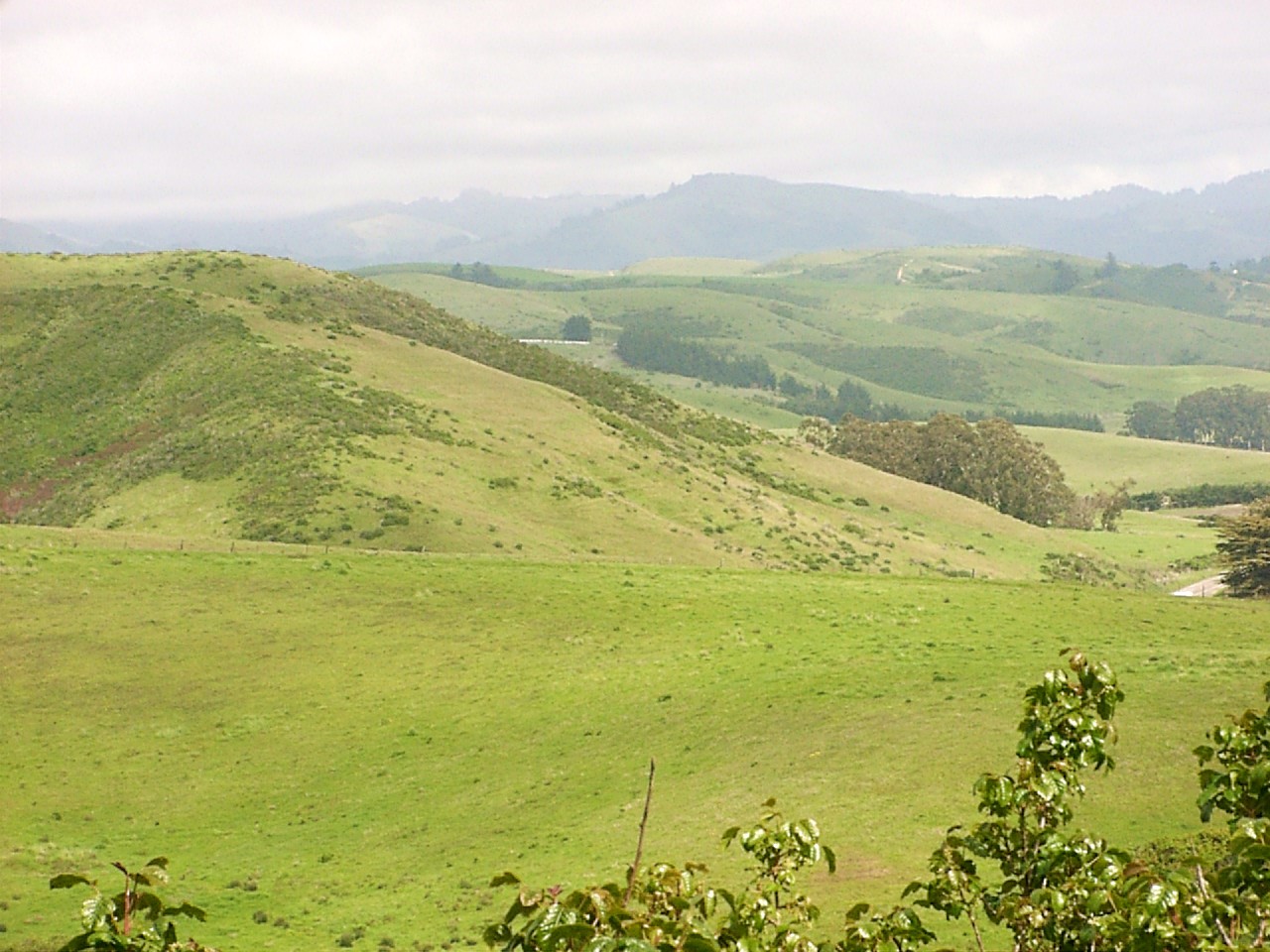 Eye Candy for the Famished Springtime in Aromas, California