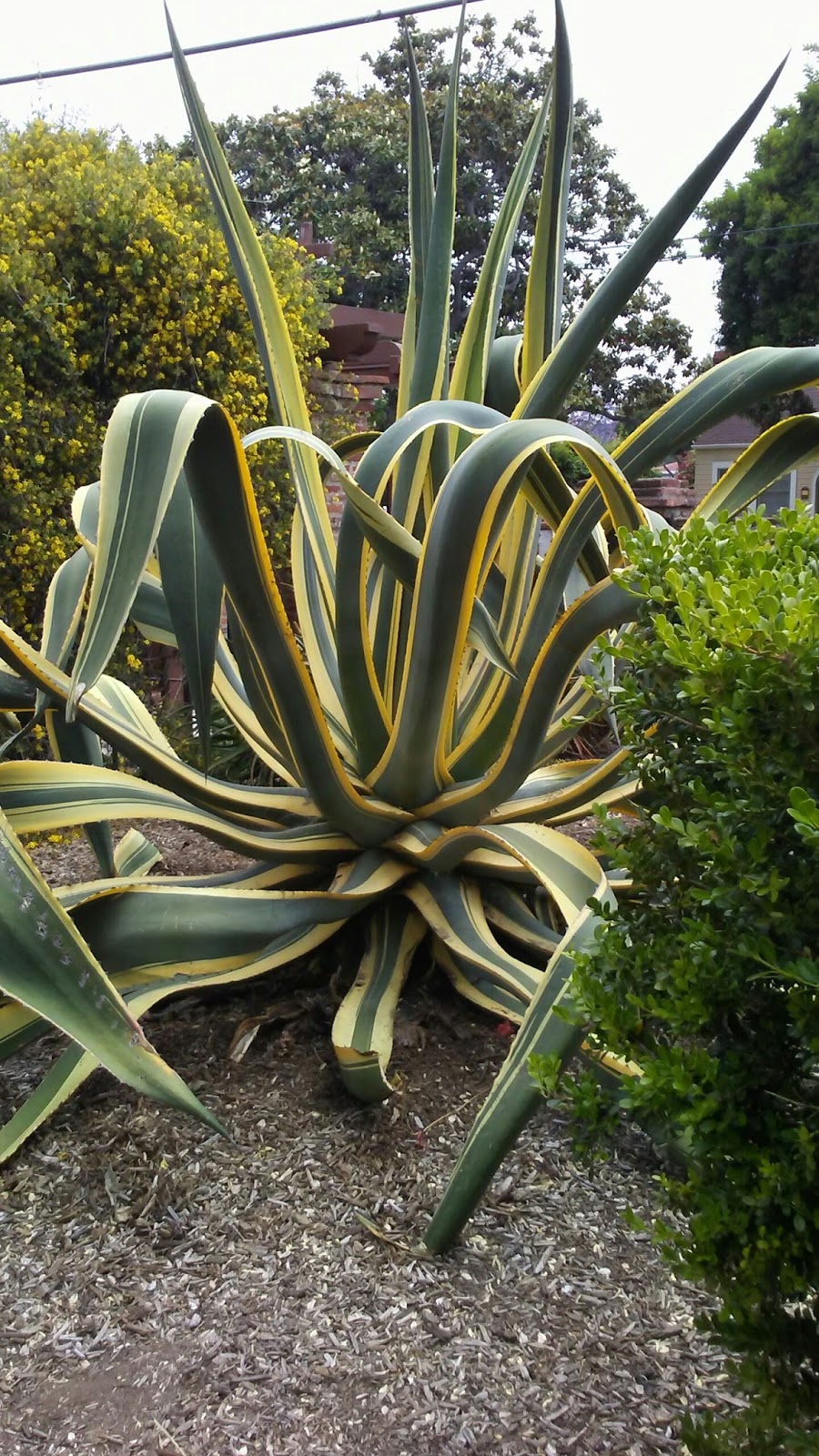 Classtopia Plants Of The San Juan Capistrano Mission