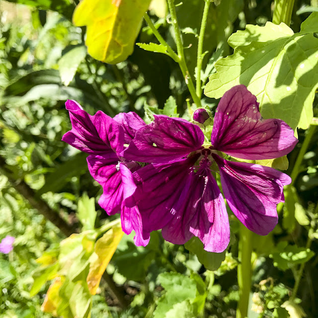 blomma blomma