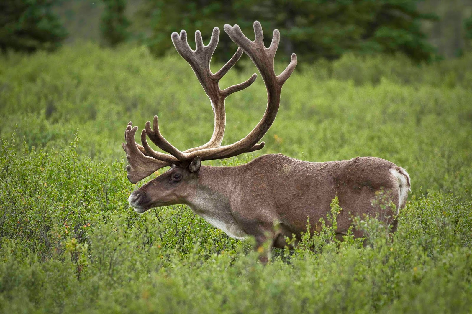 Sci/Why: The Endangered Caribou