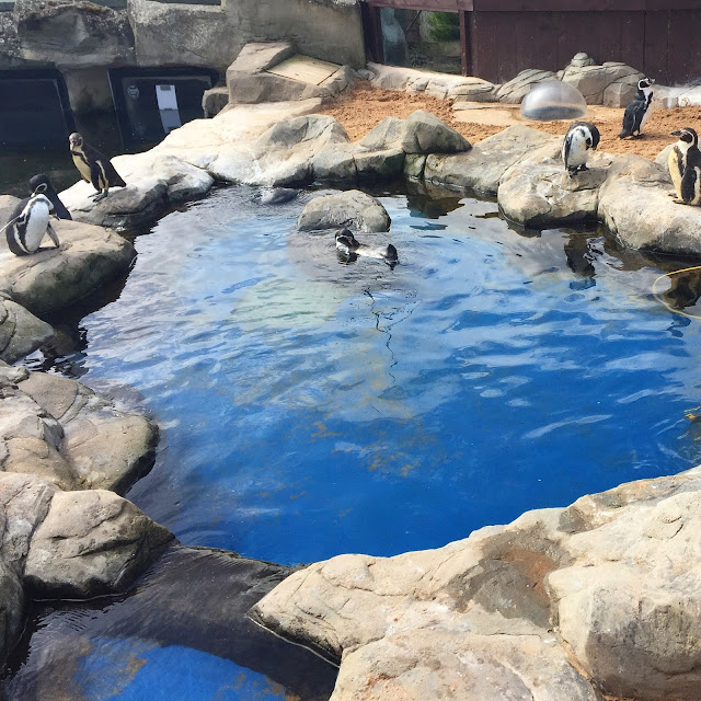 Penguin Enclosure Scarborough Sealife Centre 