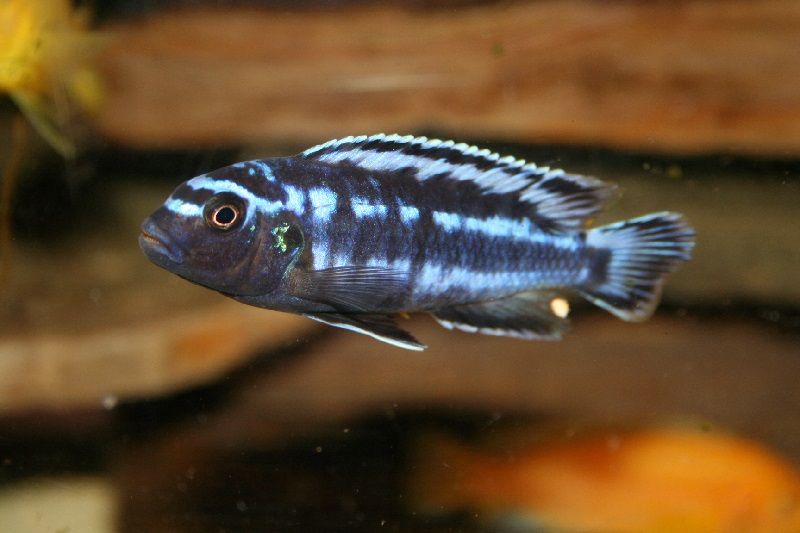 jenis jenis ikan cichlid ( Malawi Cichlids ) Gambar jenis jenis ikan cichlid ( Malawi Cichlids ) - Electric Blue Johannii ( Melanochromis johannii sebelumnya Pseudotropheus johannii)