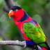Letest Colorful Parrot HD desktop wallpaper Background ,Birds Wallpapers HD,Birds Photos,Birds Images,Birds Picture