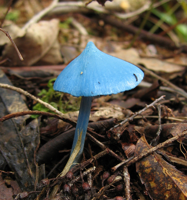 Aspundir The Sky Blue Mushroom