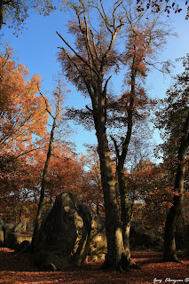 Automne au Bas Cuvier en Forêt de Fontainebleau